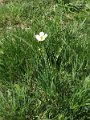 (2) Grass of parnassus